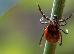 La stagione della zecca: come rendere più semplice la diagnosi di TBE/FSME