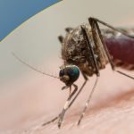 Malaria